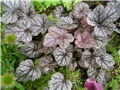 Heuchera - koraljna zvončika